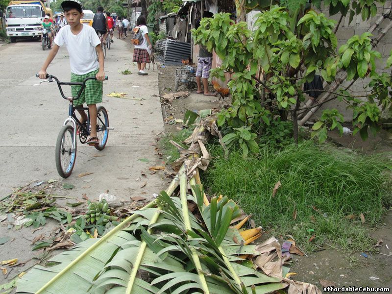 Banana Tree uprooted