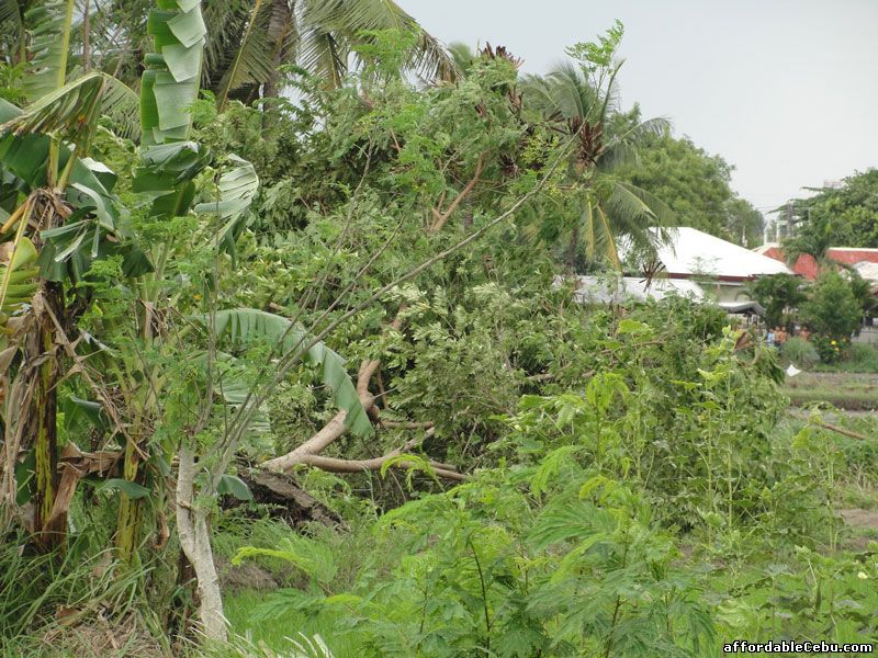 Buhawi uprooted tree