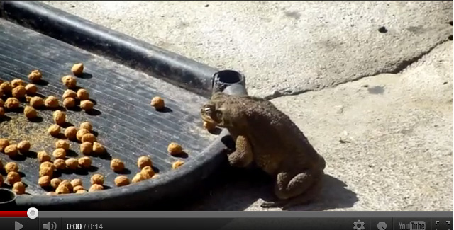 Frog eats dog food