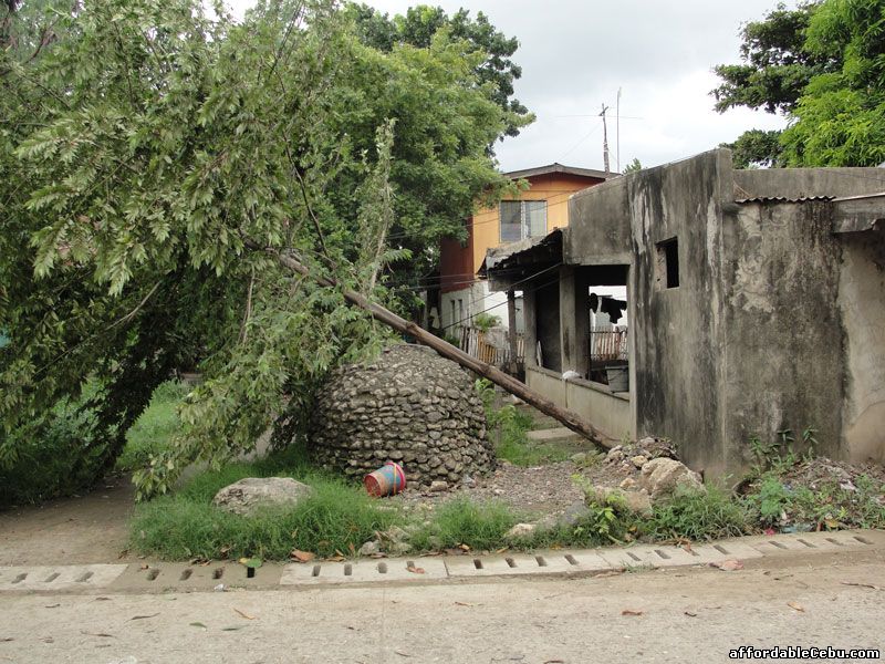 Small Aratiles tree uprooted