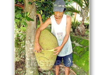 Biggest jackfruit in the world