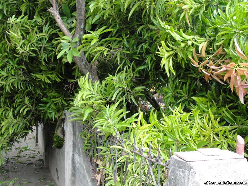 Mango tree fell down