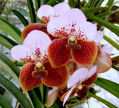 Waling-waling orchid