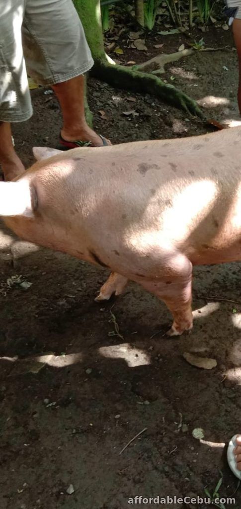 Hog Pig Fraud